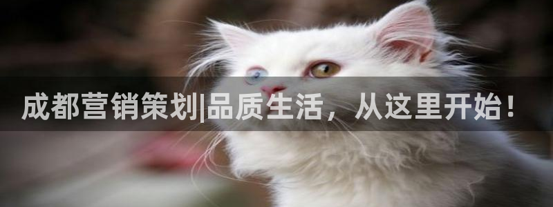 必赢公司是怎样的一家企业